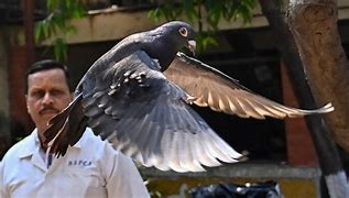 Burung Merpati Mencapai Tahap Dewasa Setelah Berusia Bulan